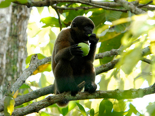 A wooly monkey. Photo: Mike LaBarbera / Flickr